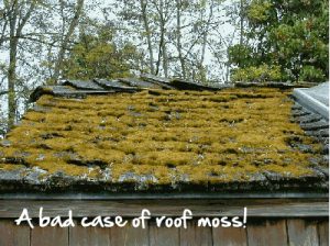 Read more about the article Why Roof Moss is Bad and How to Get Rid of It